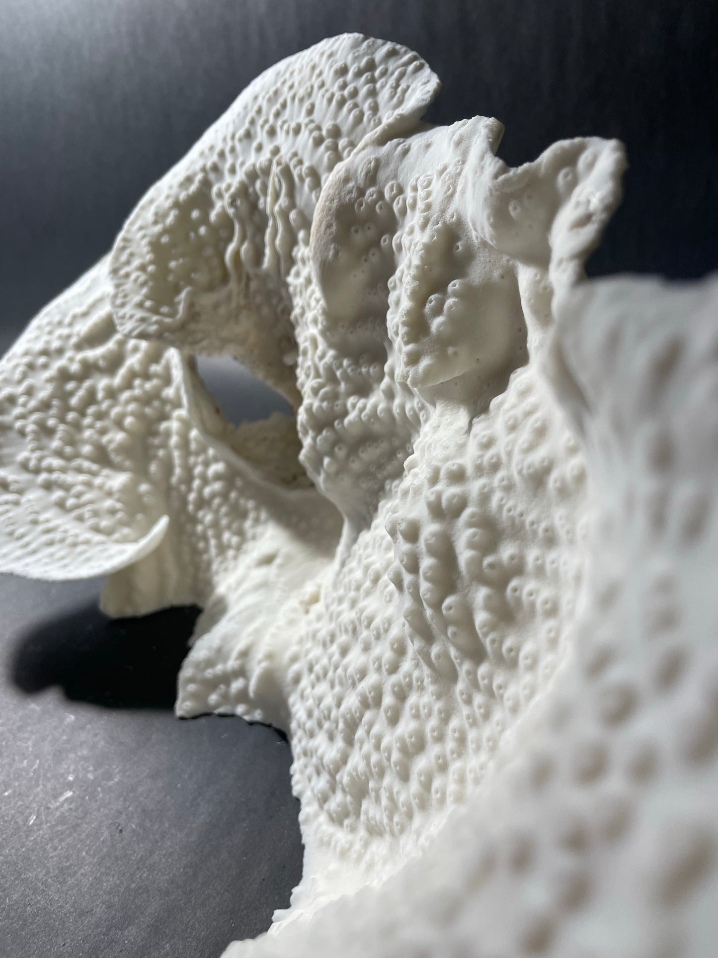 Cup Coral (14”x7”x7”)