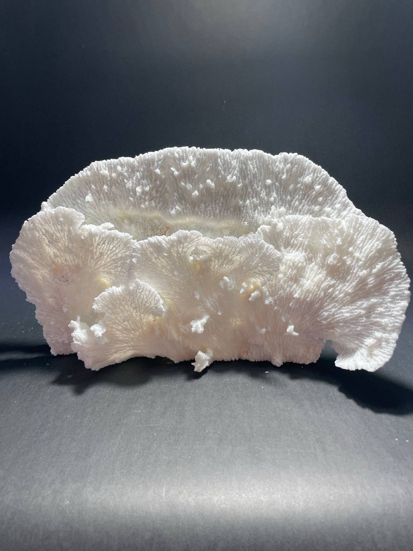 Merulina Coral (13"x7"x4”)