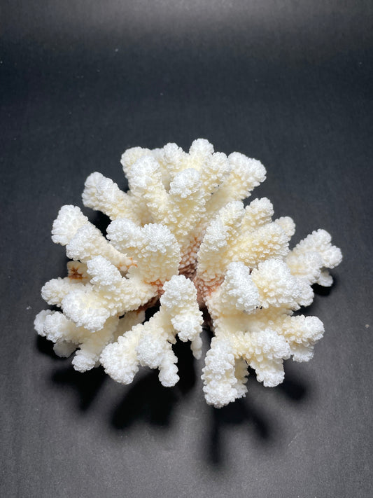 Brownstem Coral (7”x6”)