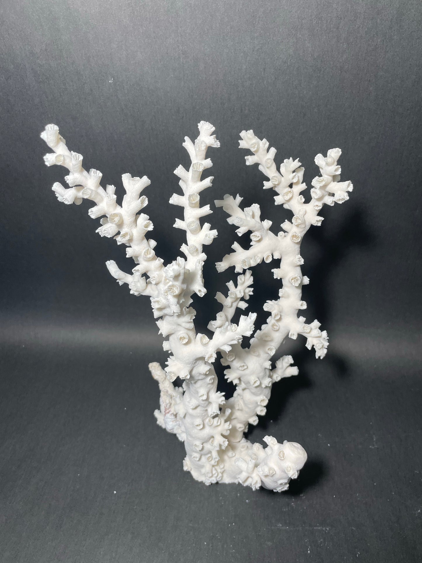 Octopus Coral (12”x8”x8”)