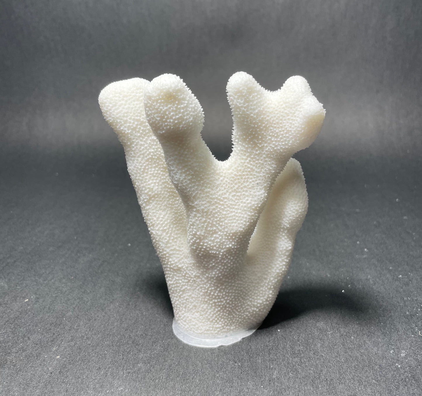 Coral (4-5”)