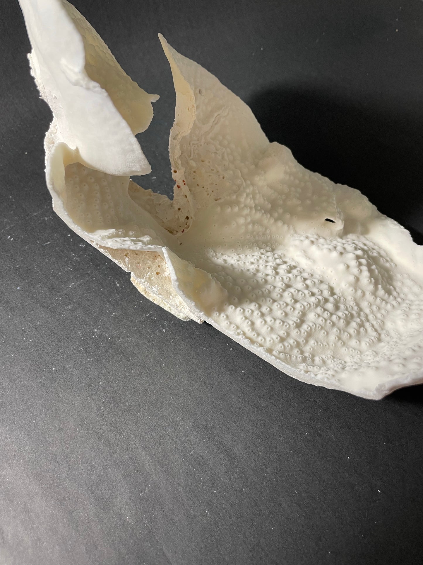 Cup Coral (14”x7”x7”)