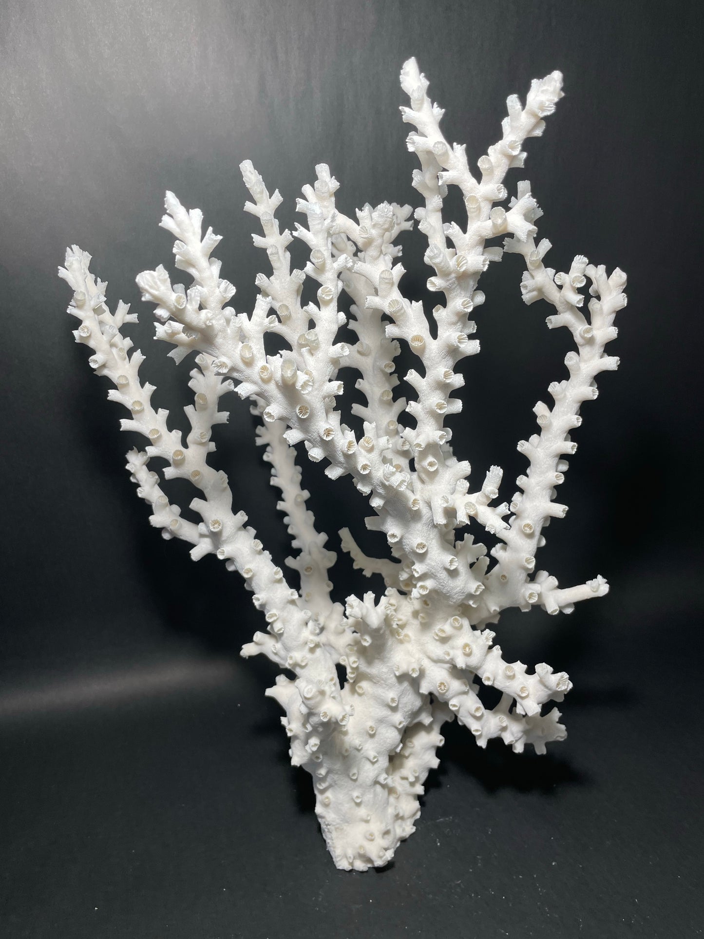 Octopus Coral (19”x14”x14”)