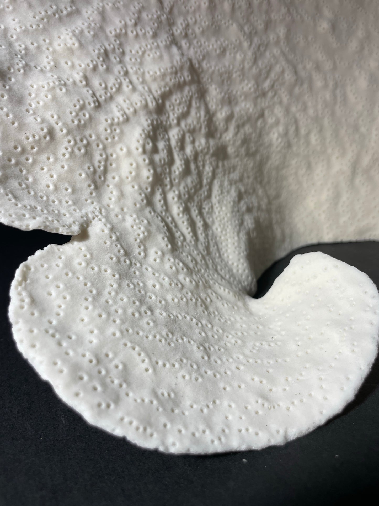 Cup Coral (13”x9”x7”)