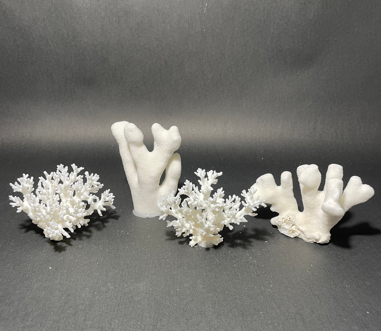Coral (4-5”)