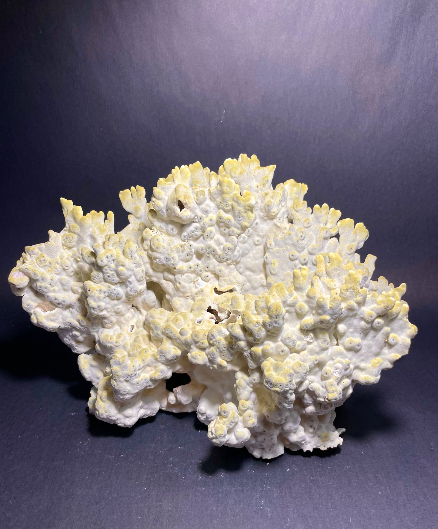 Green Fire Coral (14”x10”x9”)