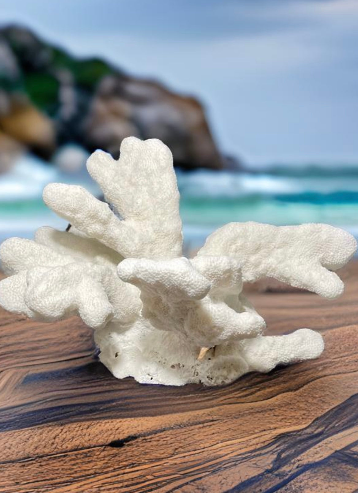 Cats Paw Coral (14”x10”)