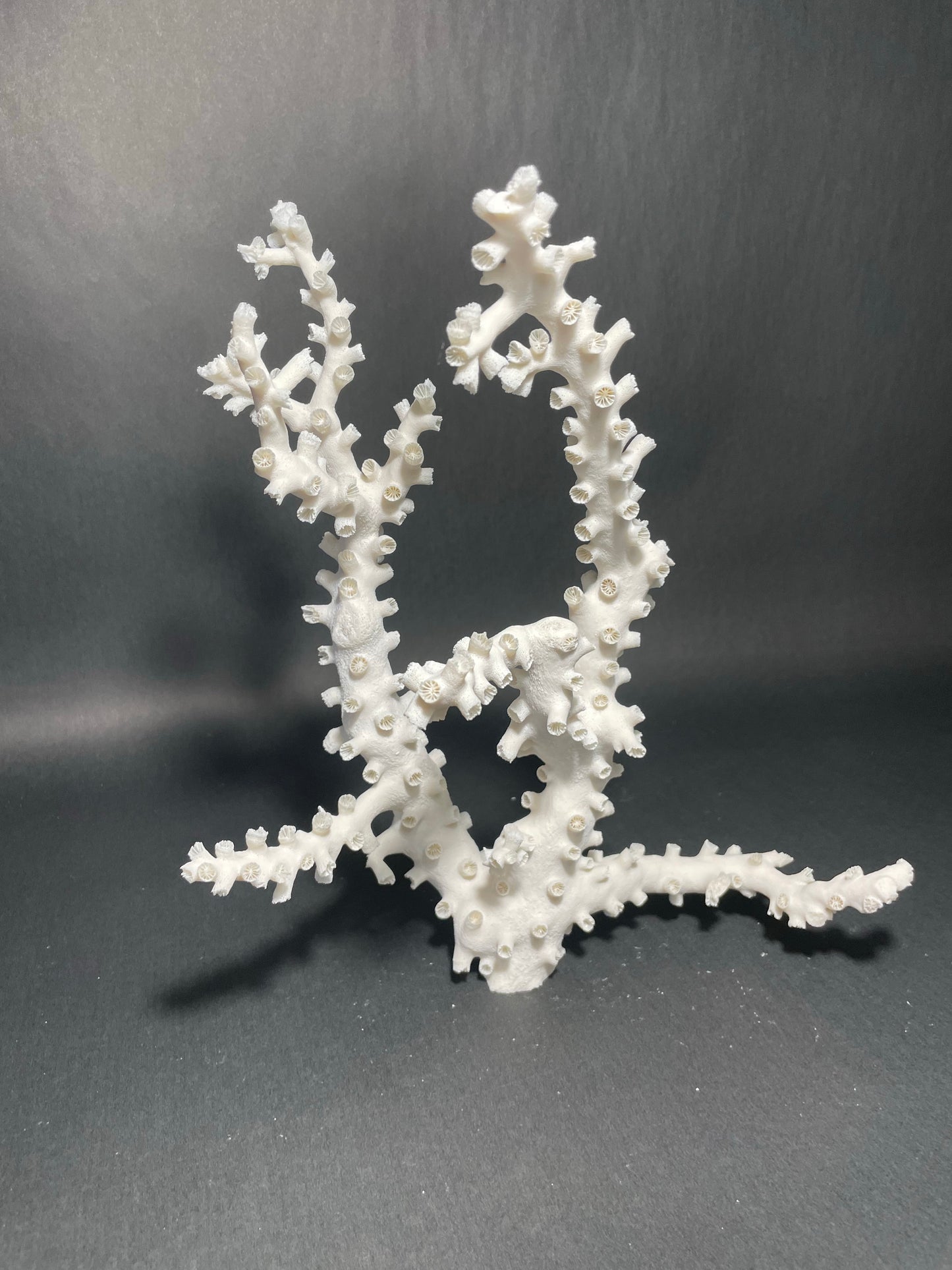Octopus Coral (12”x10”x4”)