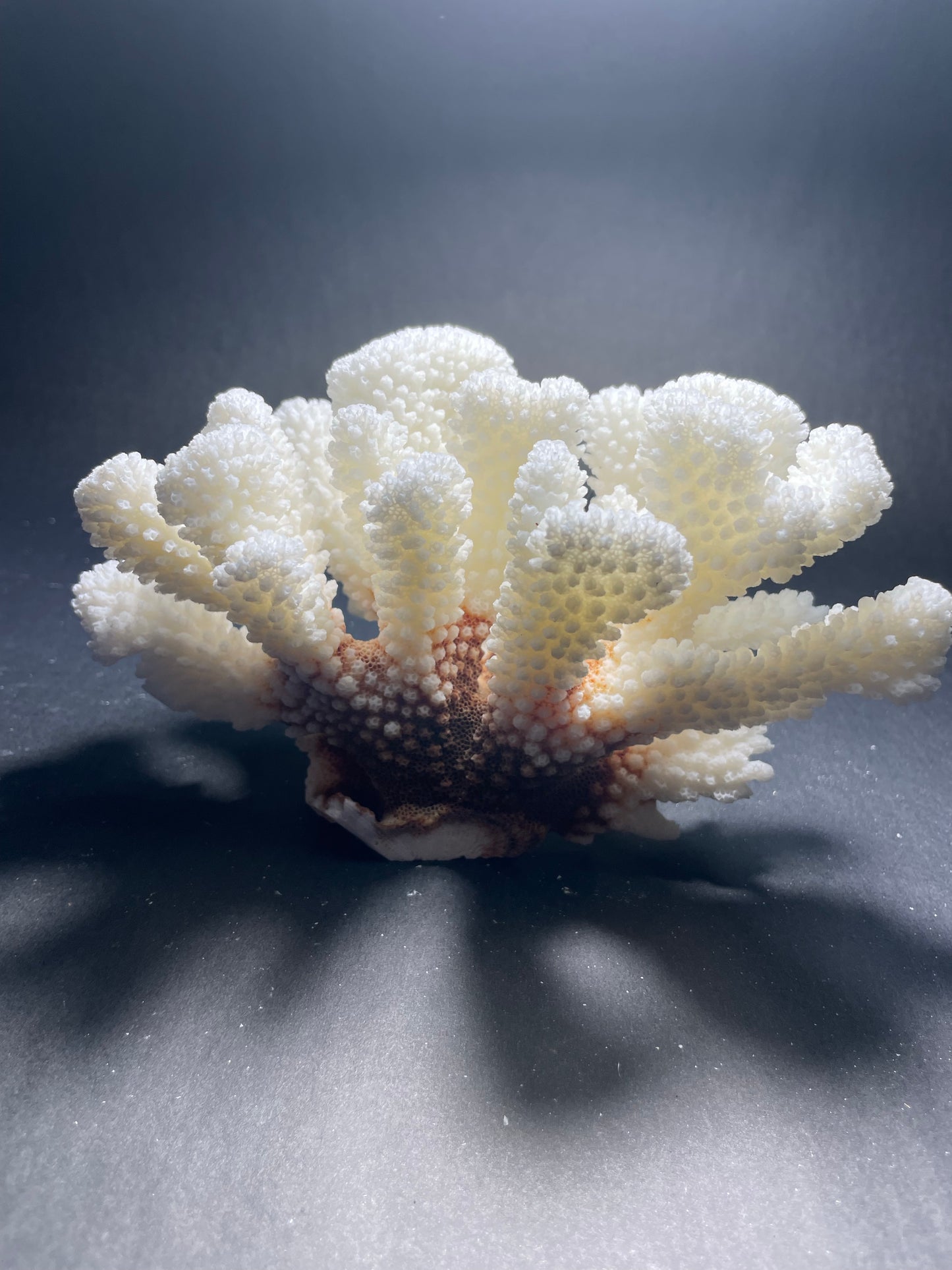 Brownstem Coral (7”x5”)