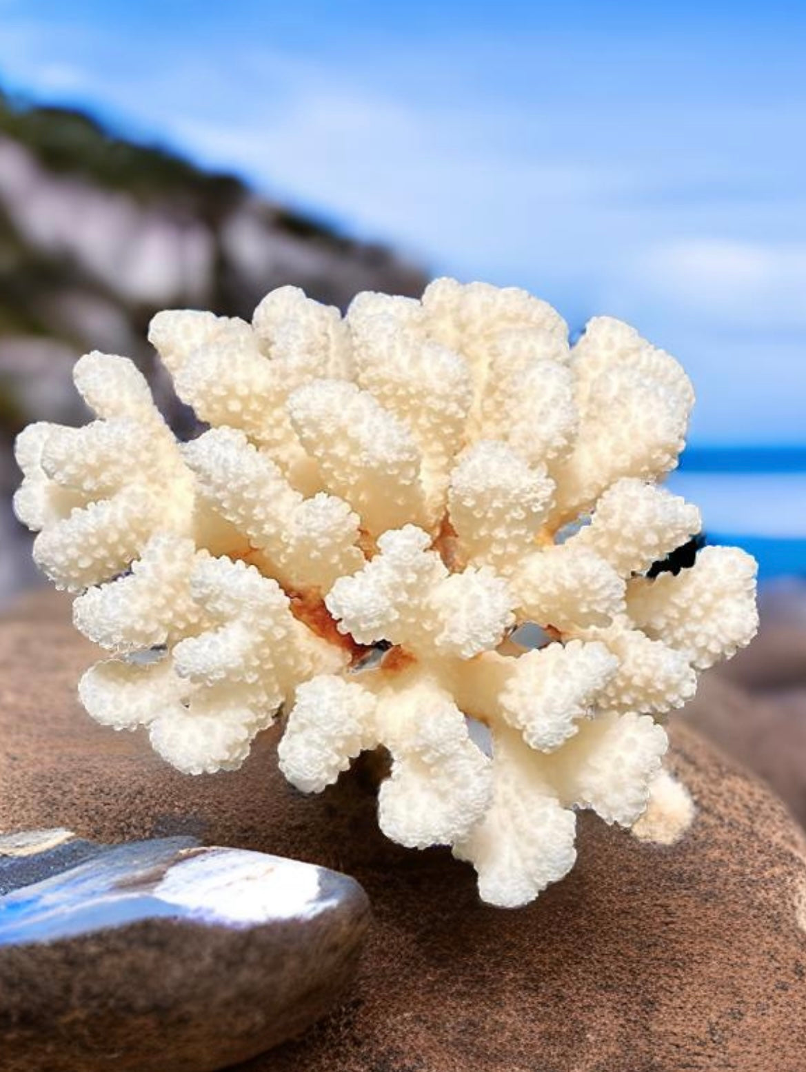 Cluster Coral (6”x6”)
