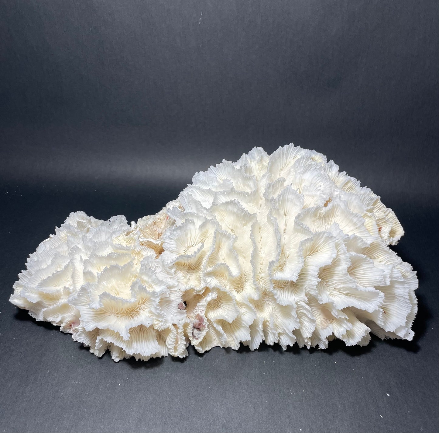 Lettuce Coral (15”x9”x9”)