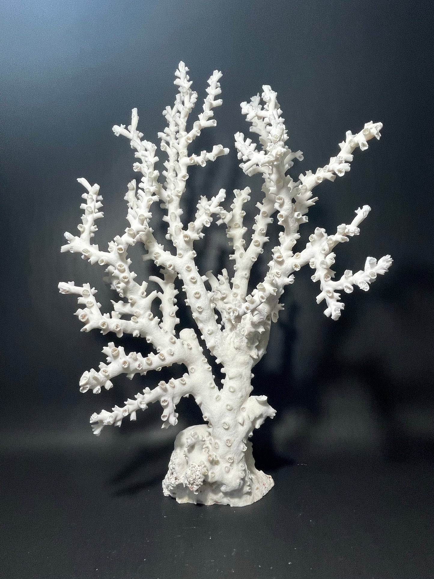 Octopus Coral (22”x15”x10”)