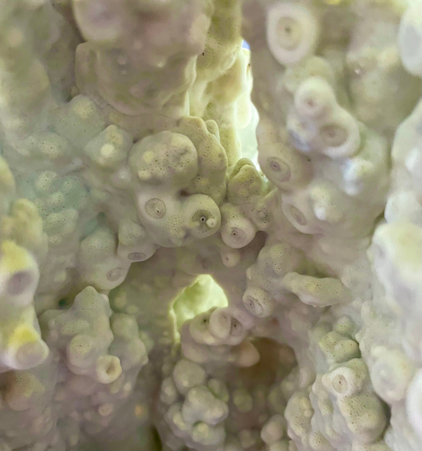 Green Fire Coral (14”x11”x9”)