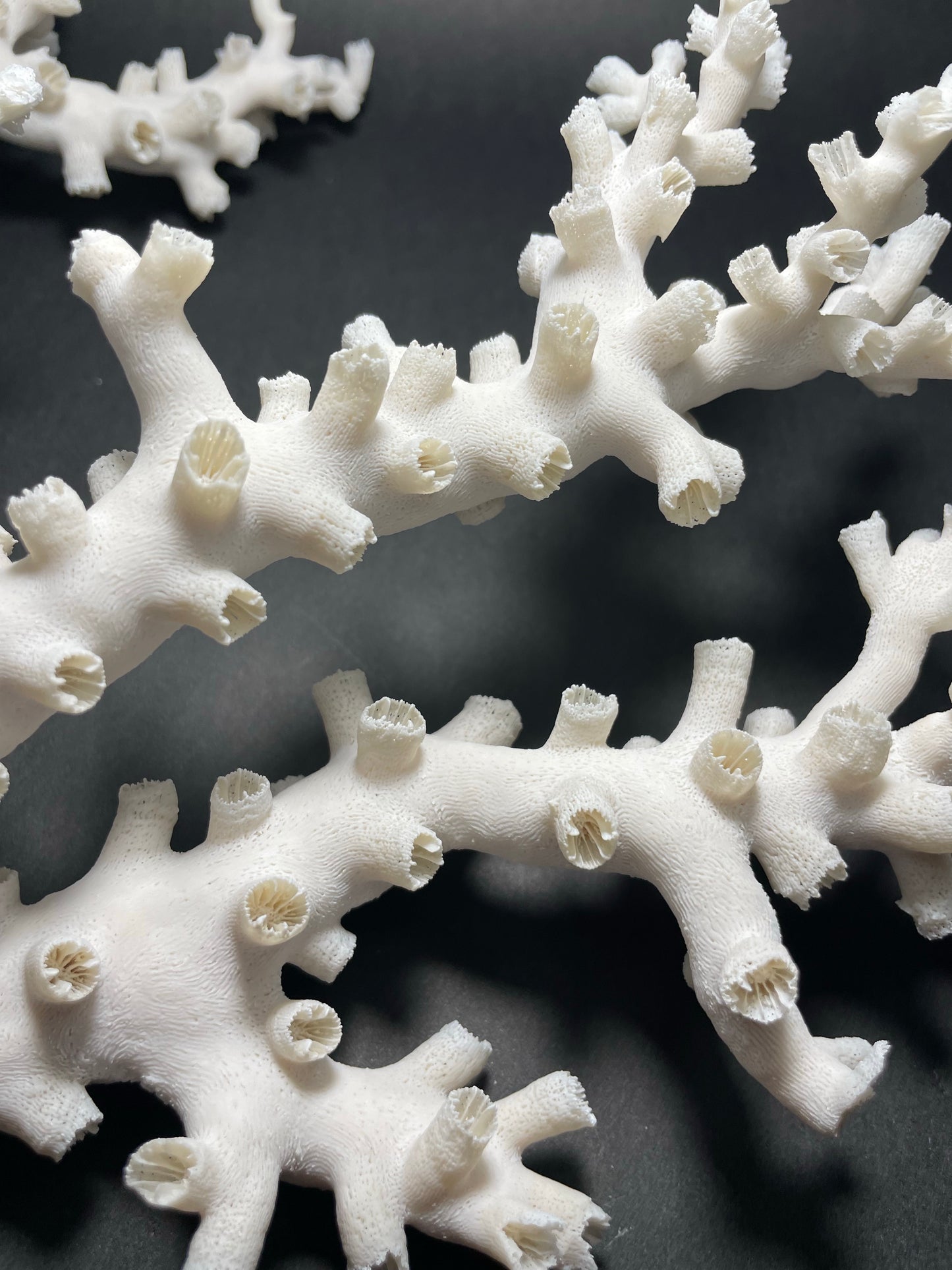 Octopus Coral (15”x13”x4”)