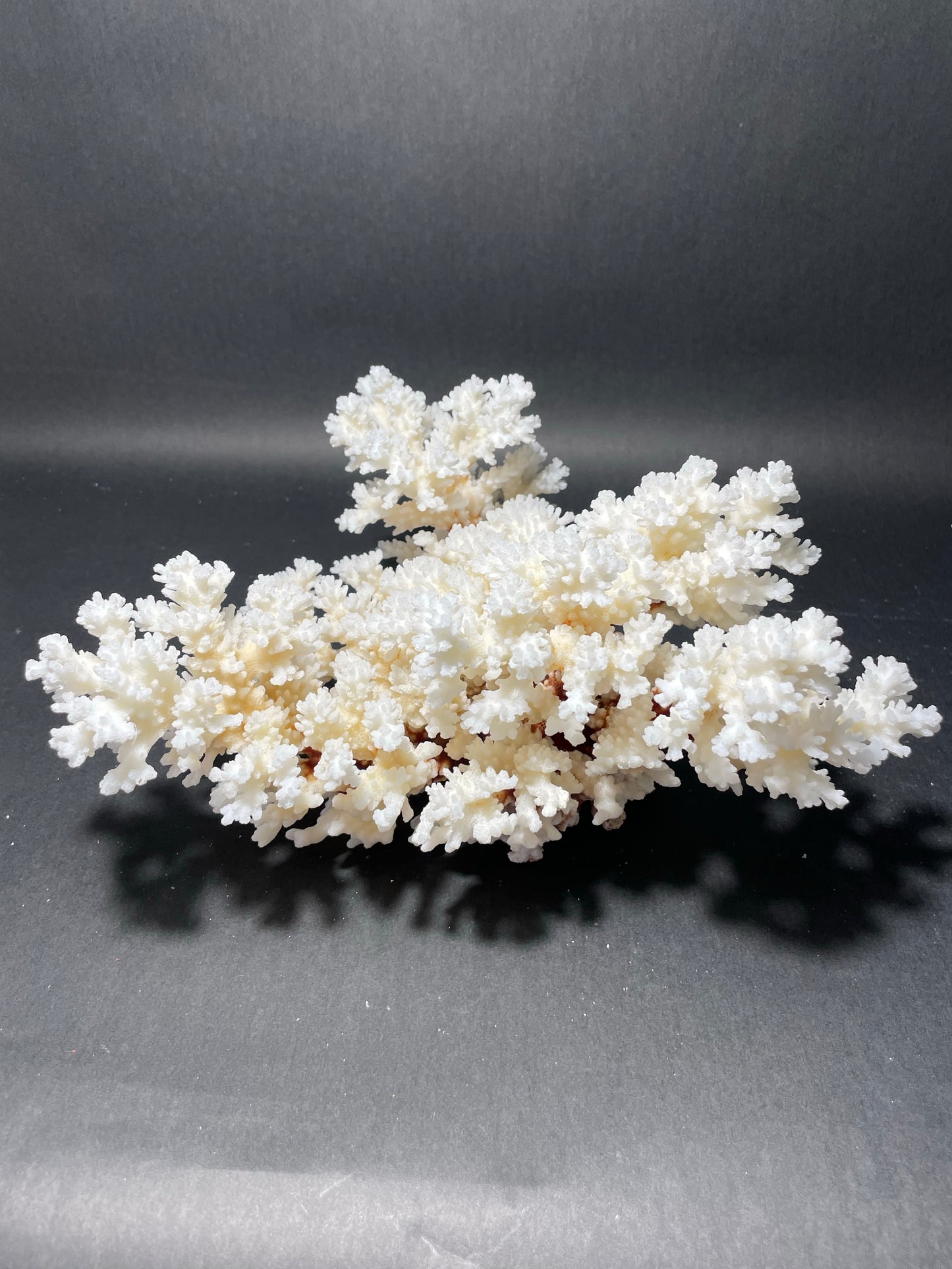 Brownstem Coral 12”x12”