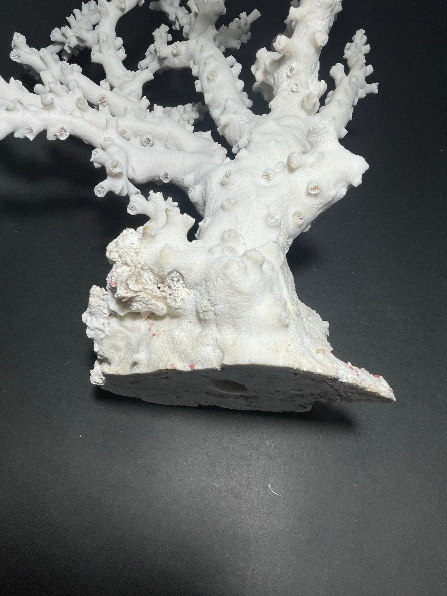 Octopus Coral (22”x15”x10”)