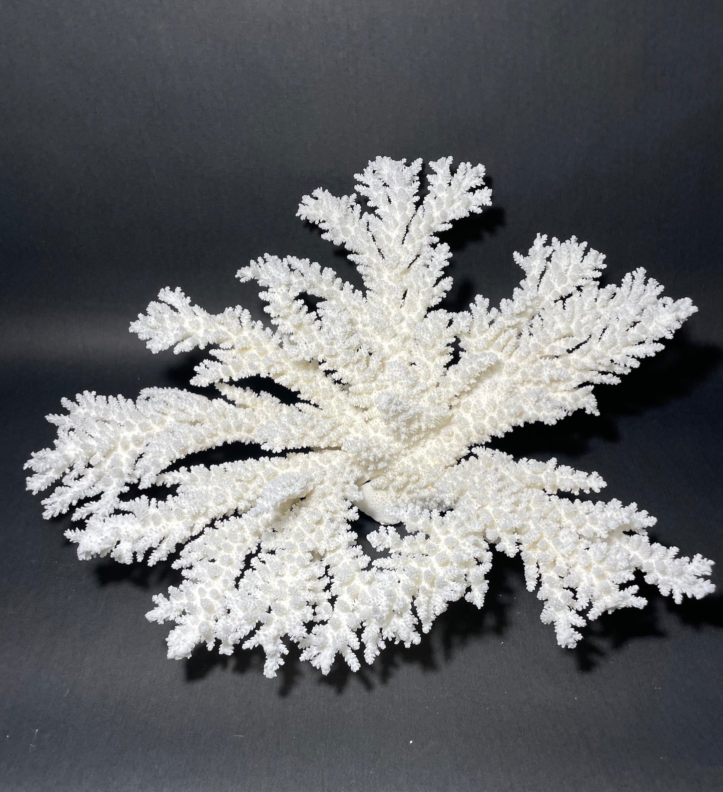 Branch Coral (19”x17”)