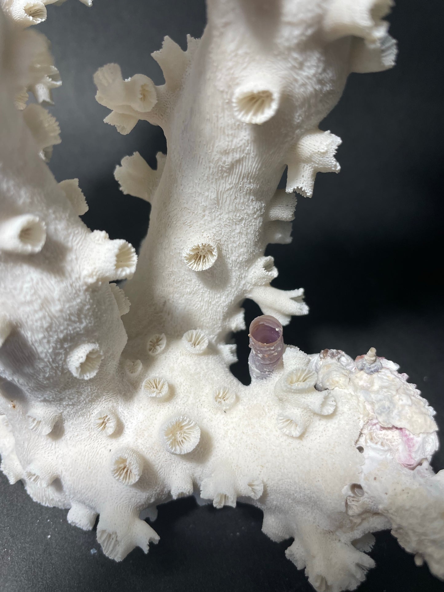 Octopus Coral (12”x8”x8”)