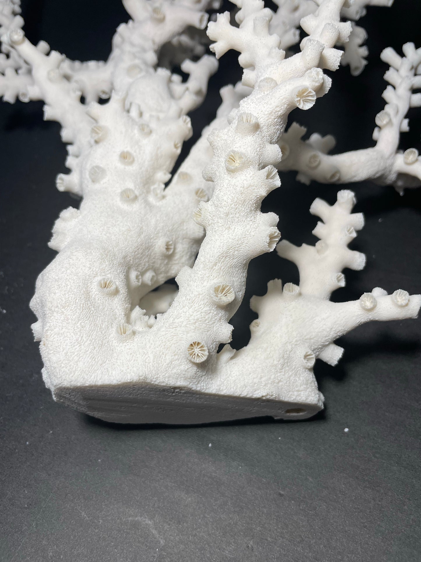 Octopus Coral (17”x13”x7”)