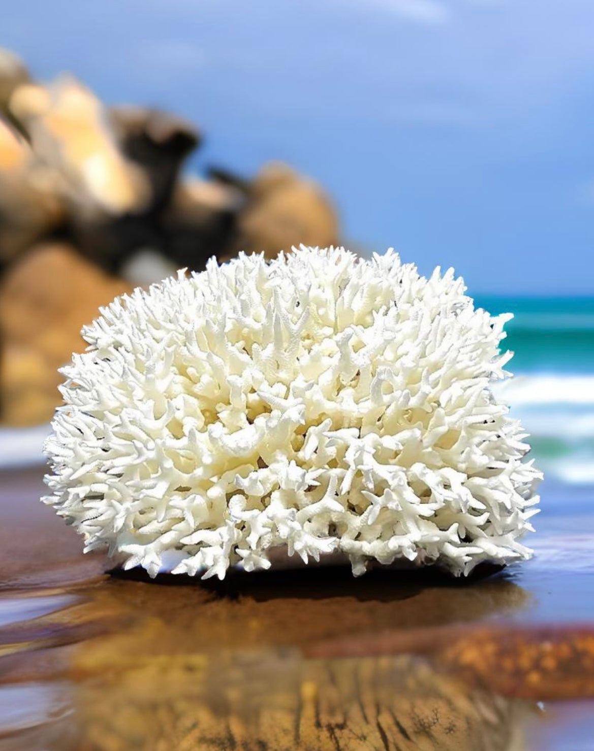 Birdsnest Coral (8”x8”)