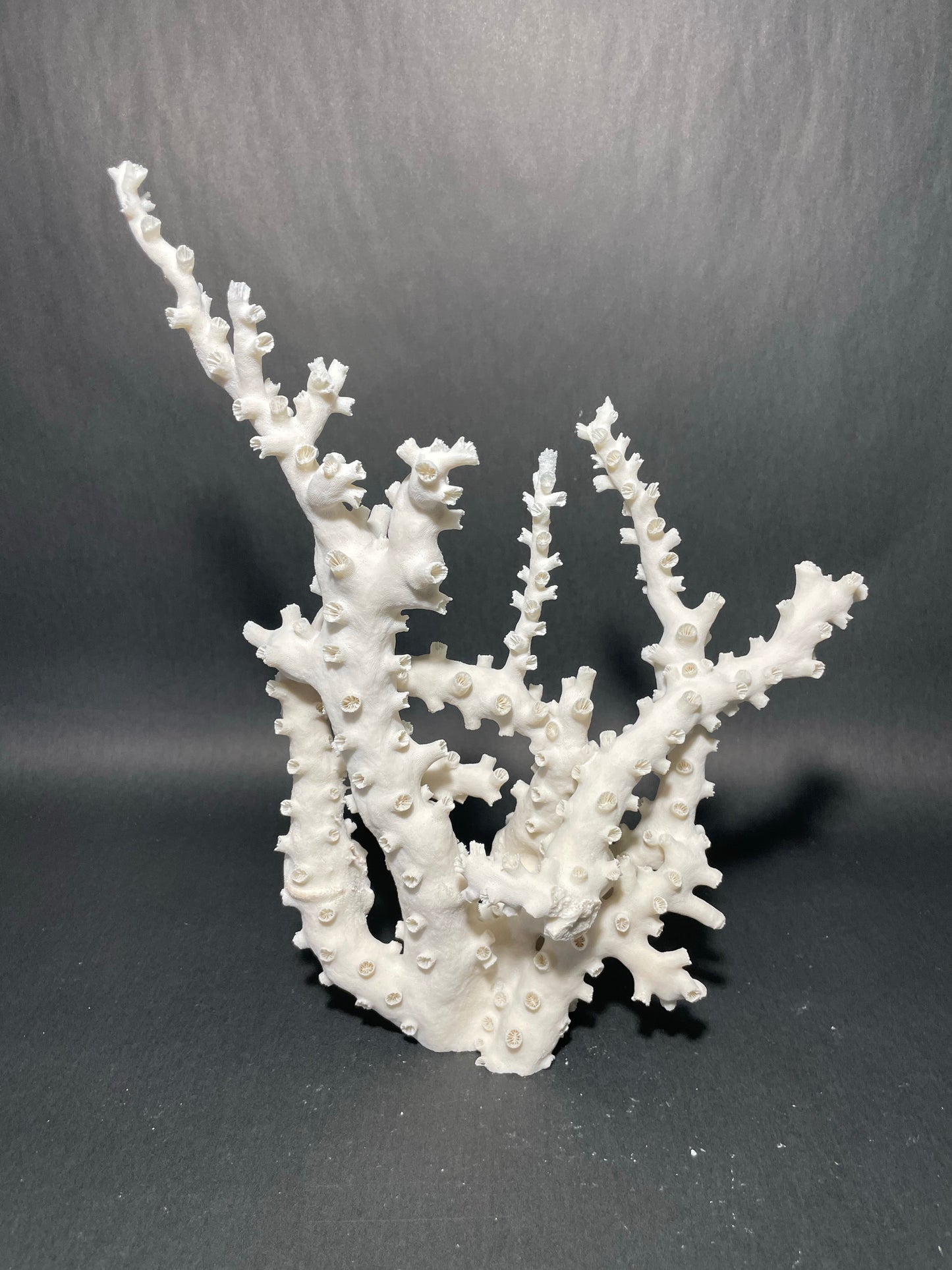 Octopus Coral (13”x10”x4”)