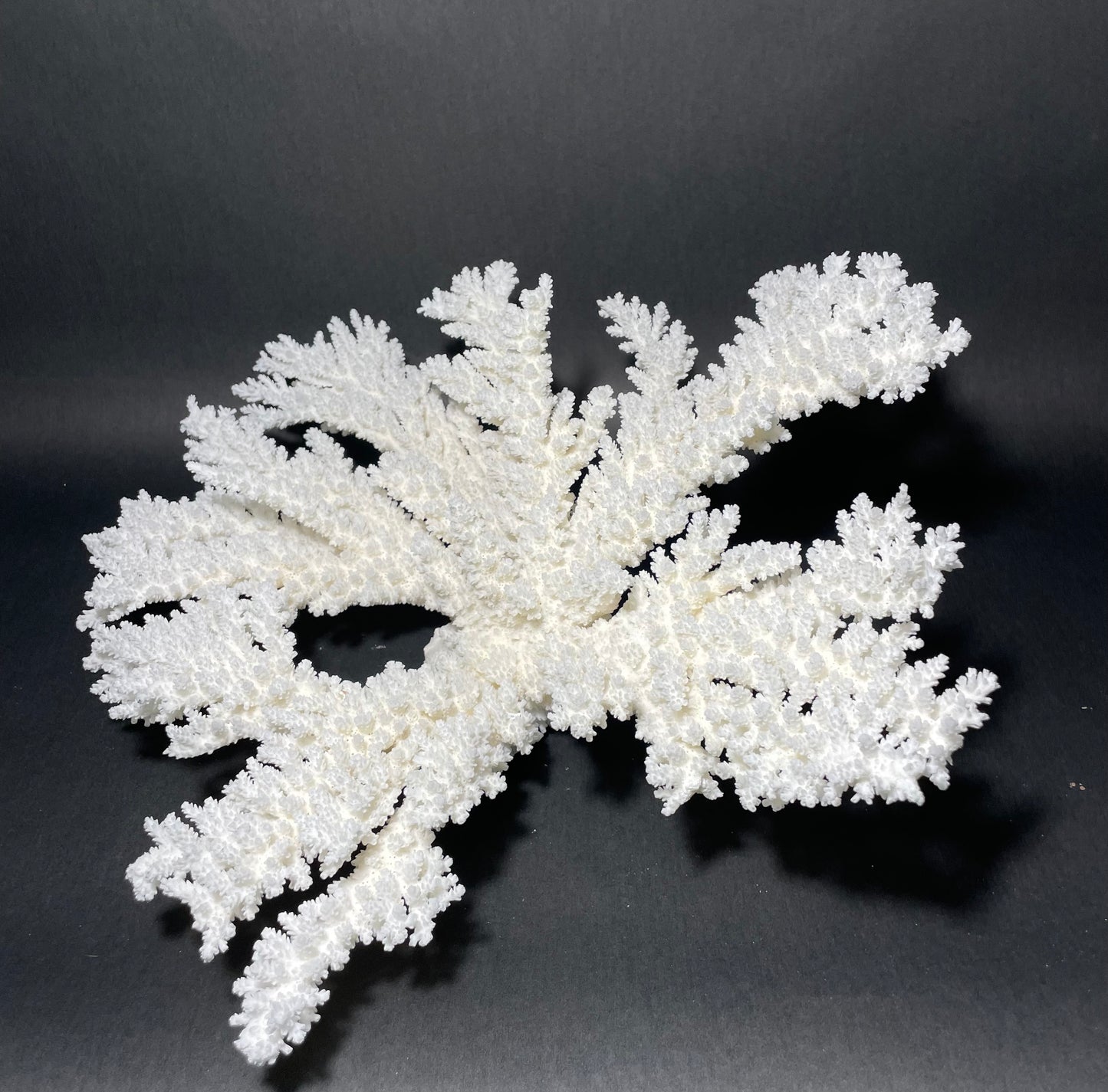 Branch Coral (19”x17”)