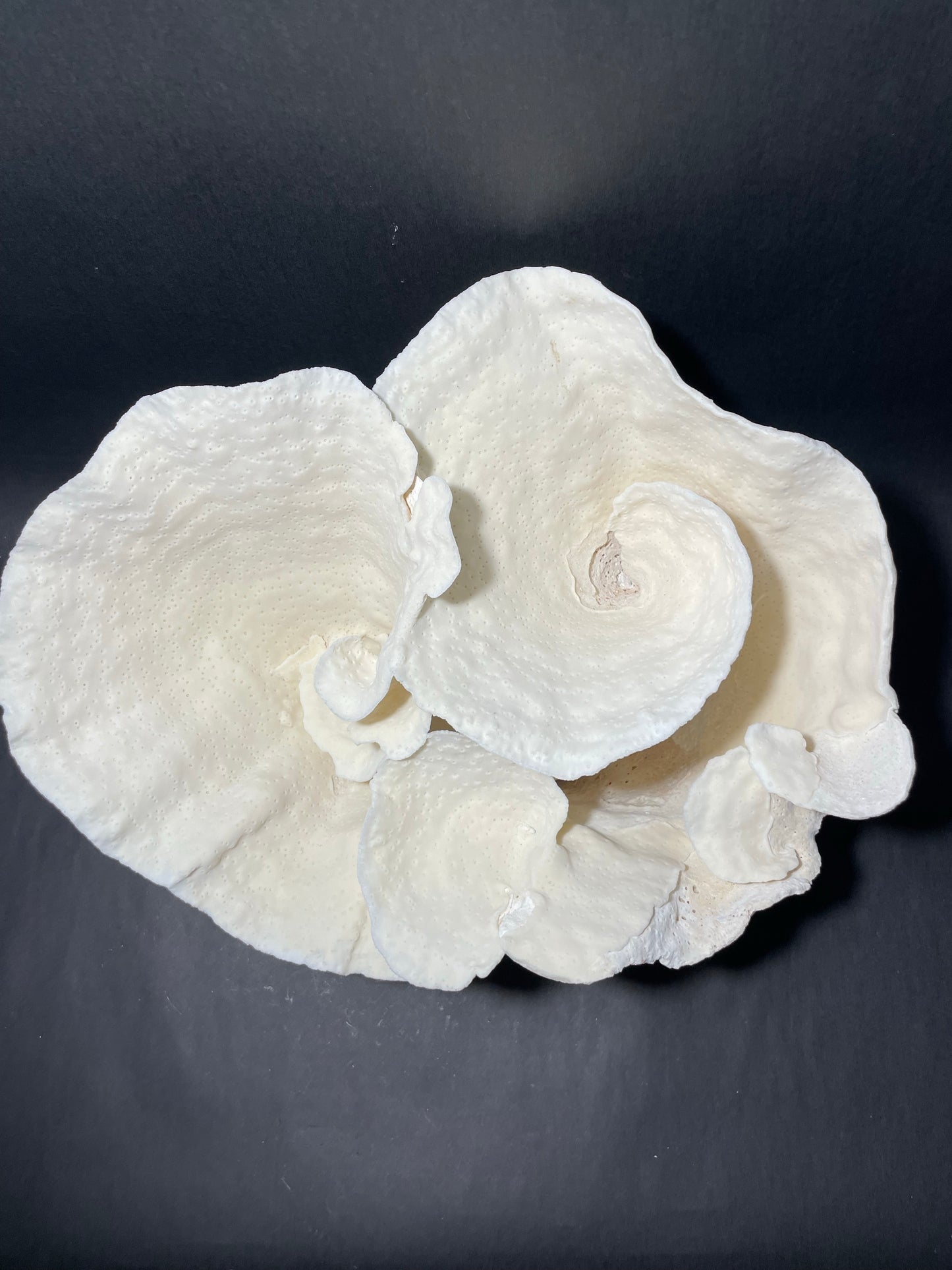 Cup Coral (16”x12”x9”)