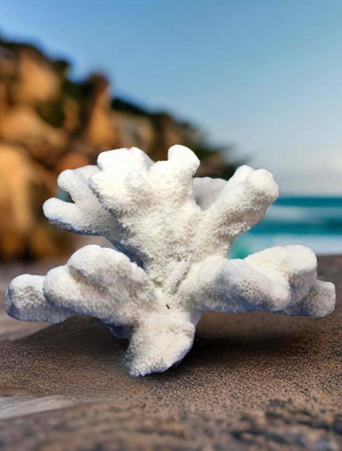 Cats Paw Coral (11”x9”)