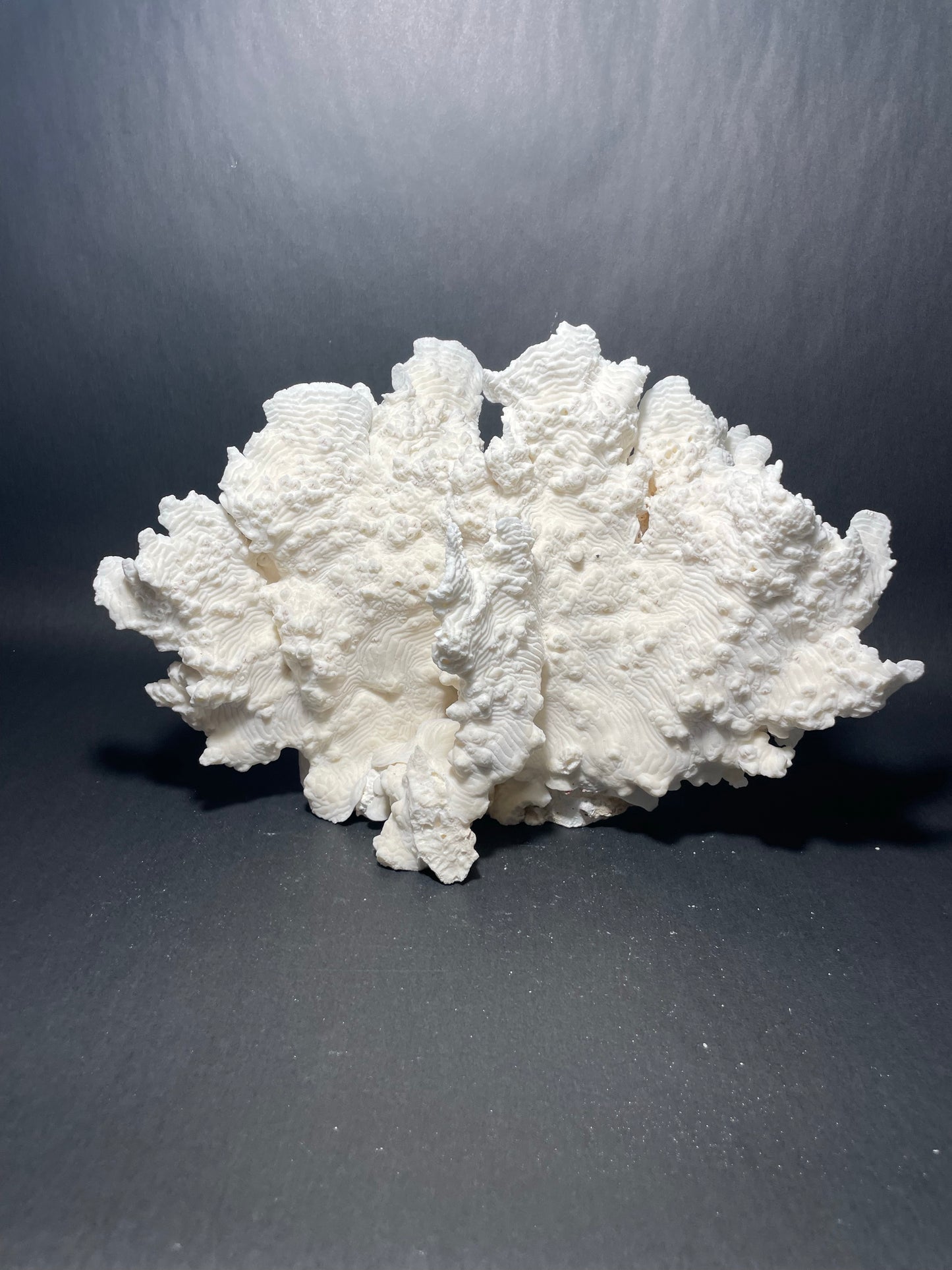 Rugosa Coral (14"x10"x9”)