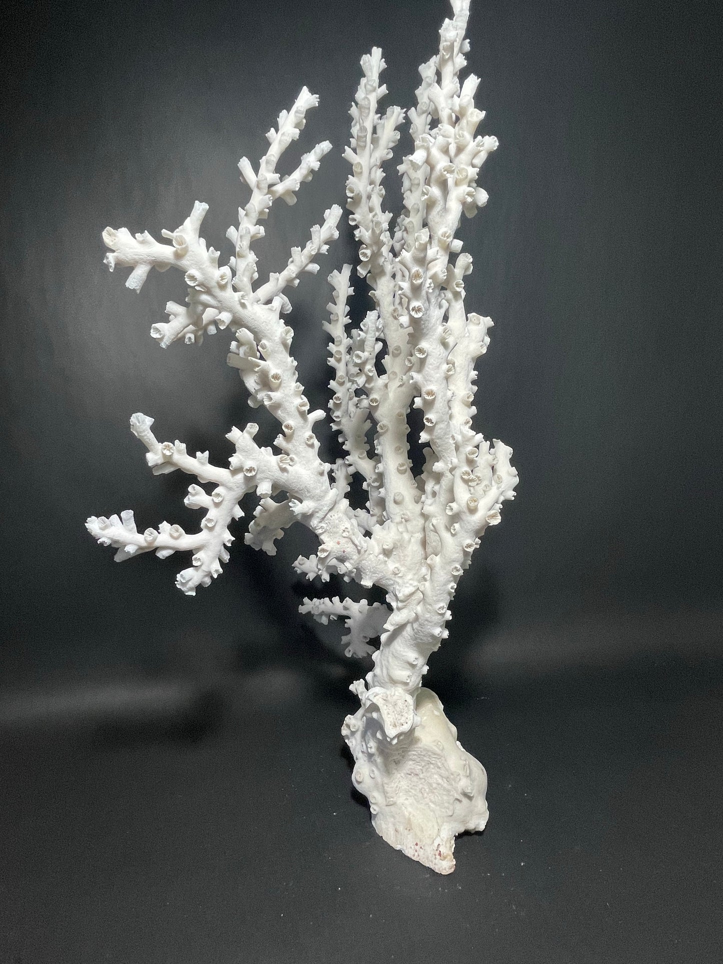 Octopus Coral (22”x15”x10”)