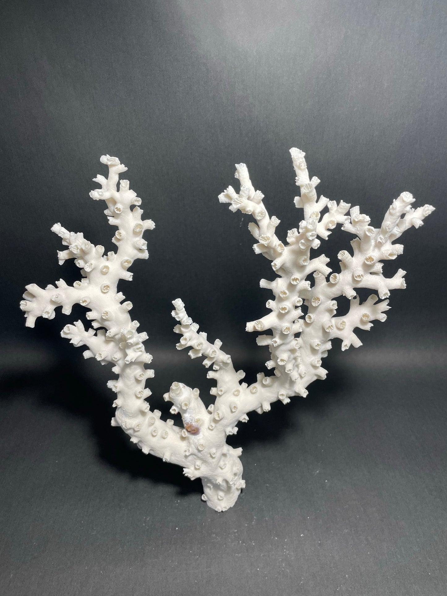 Octopus Coral (15”x13”x4”)