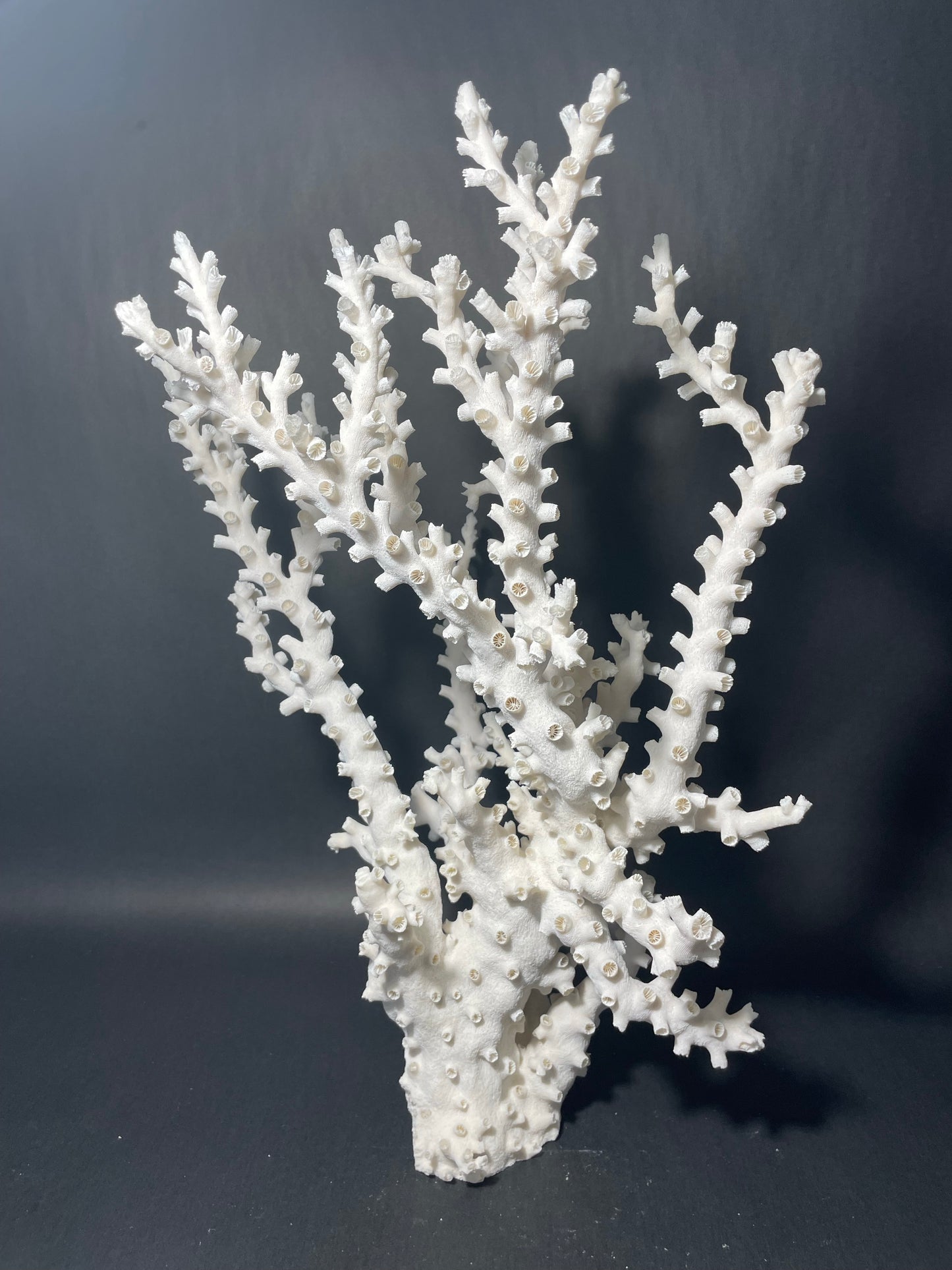 Octopus Coral (19”x14”x14”)