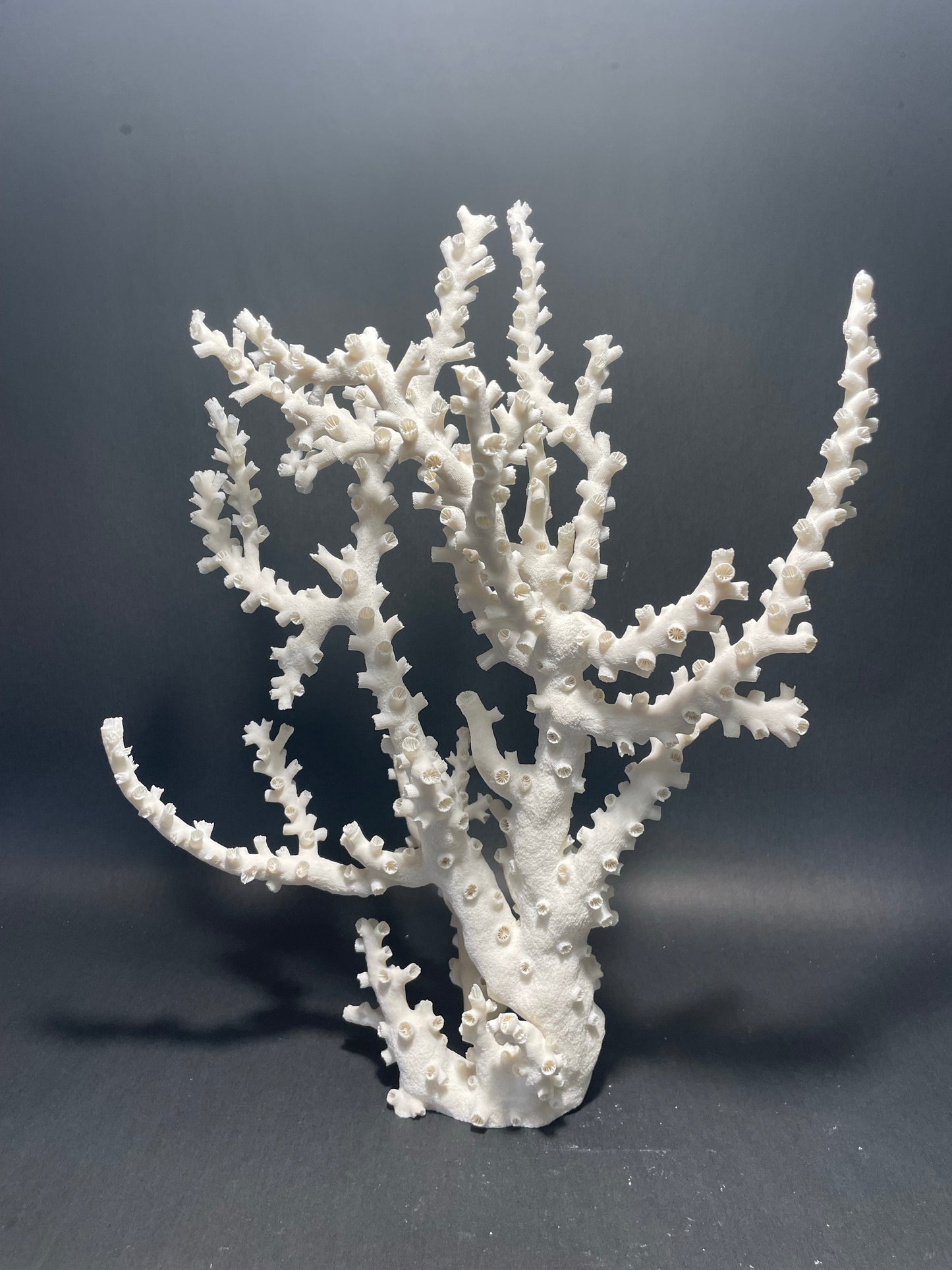 Octopus Coral (17”x13”x7”)