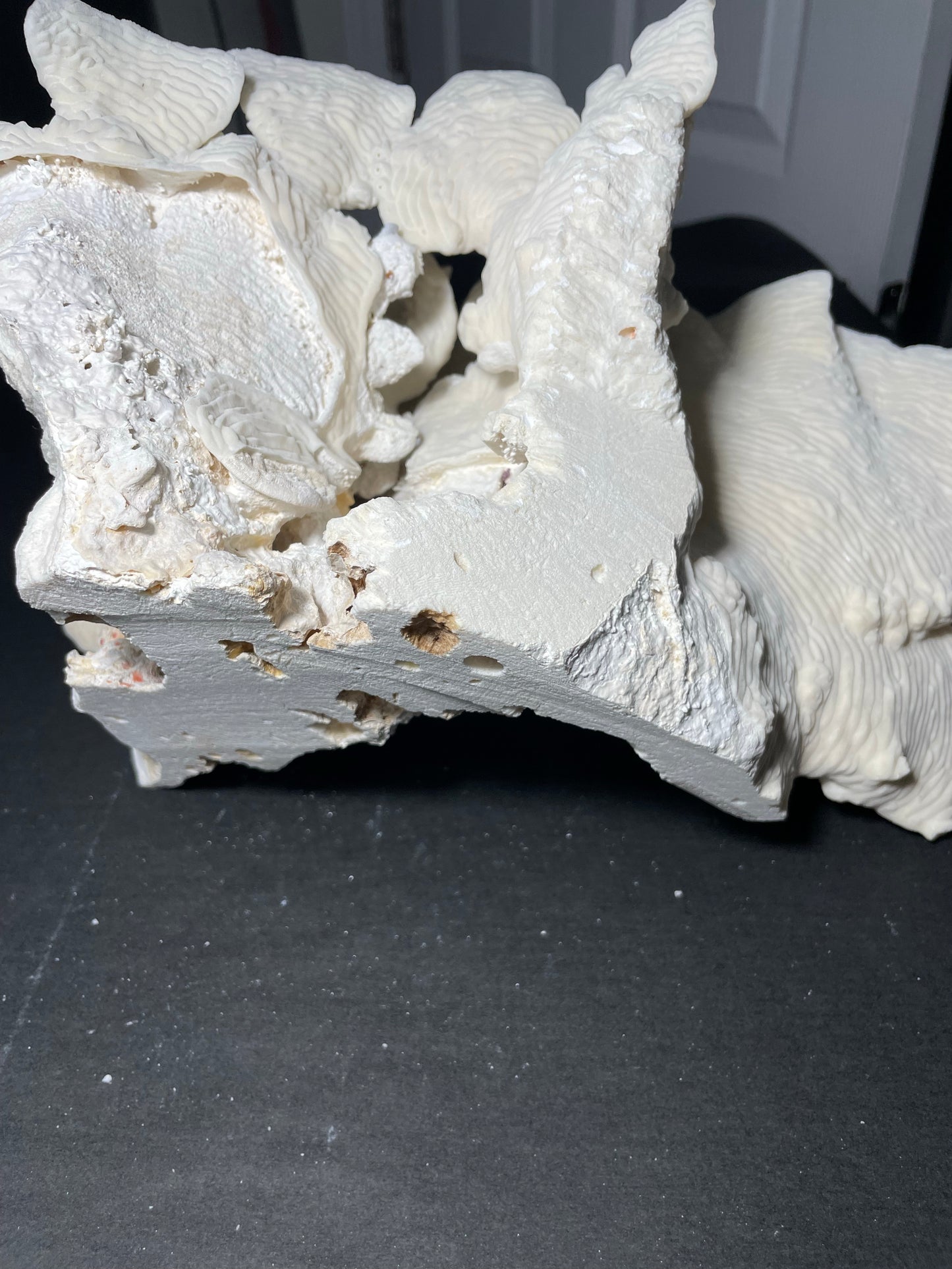 Rugosa Coral (14"x10"x9”)