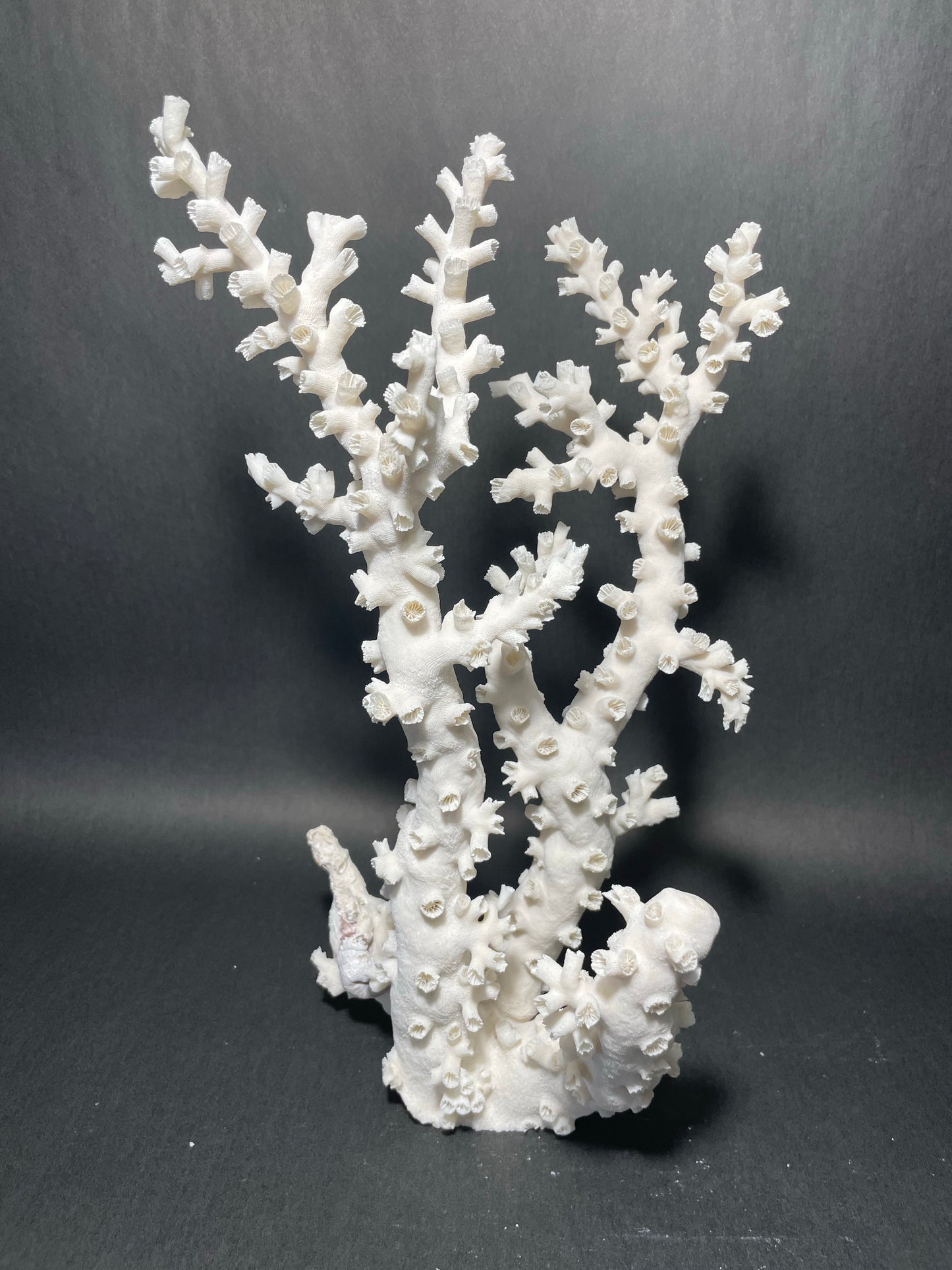 Octopus Coral (12”x8”x8”)