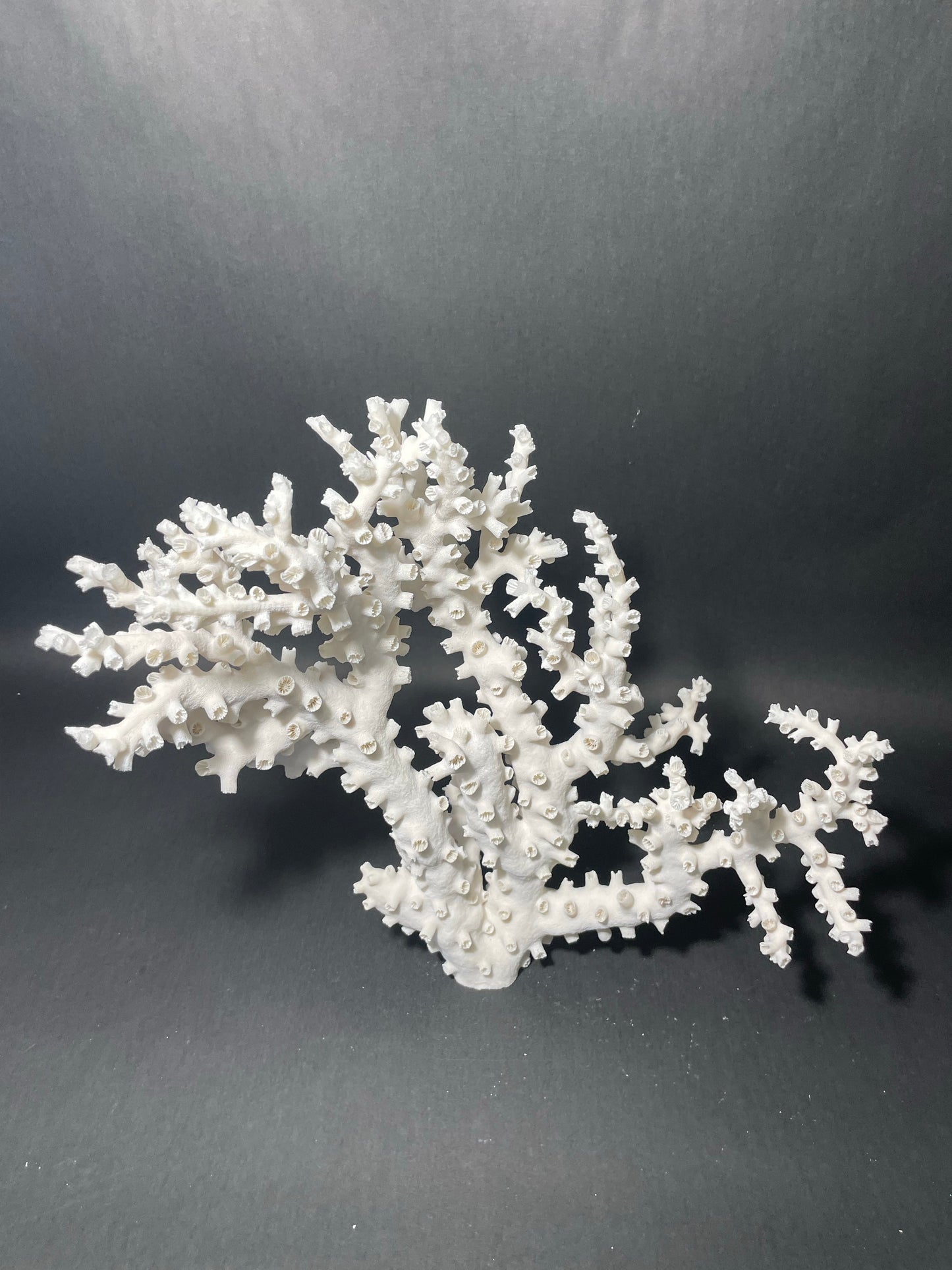 Octopus Coral (13”x13”x7”)