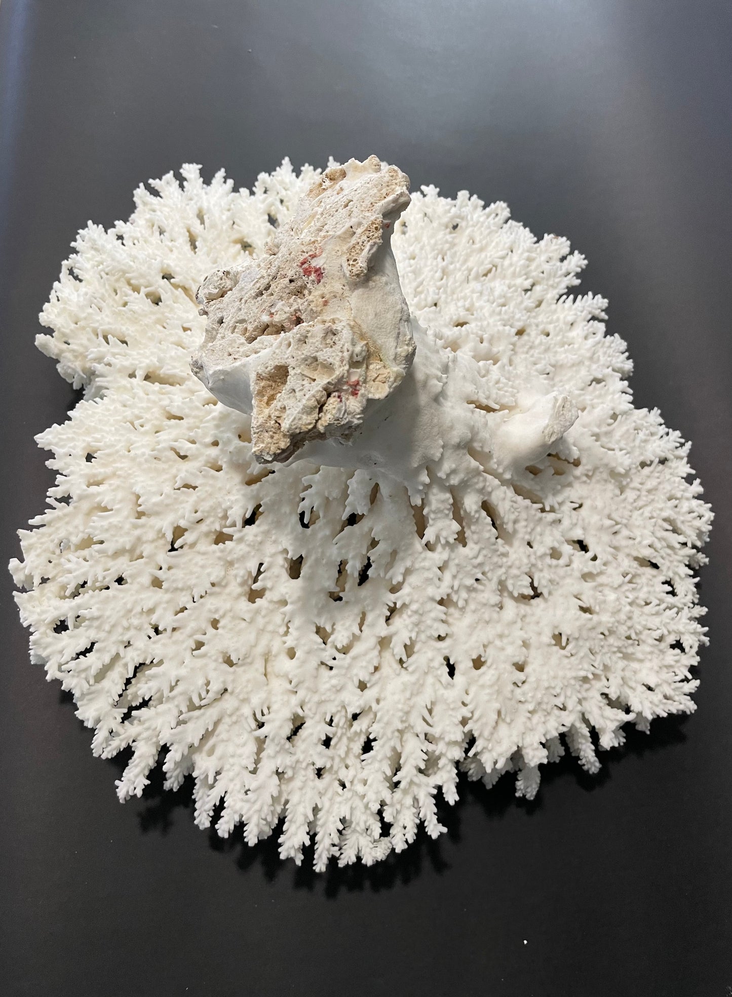 Table Coral 17” x 18” - Treasures from Beneath