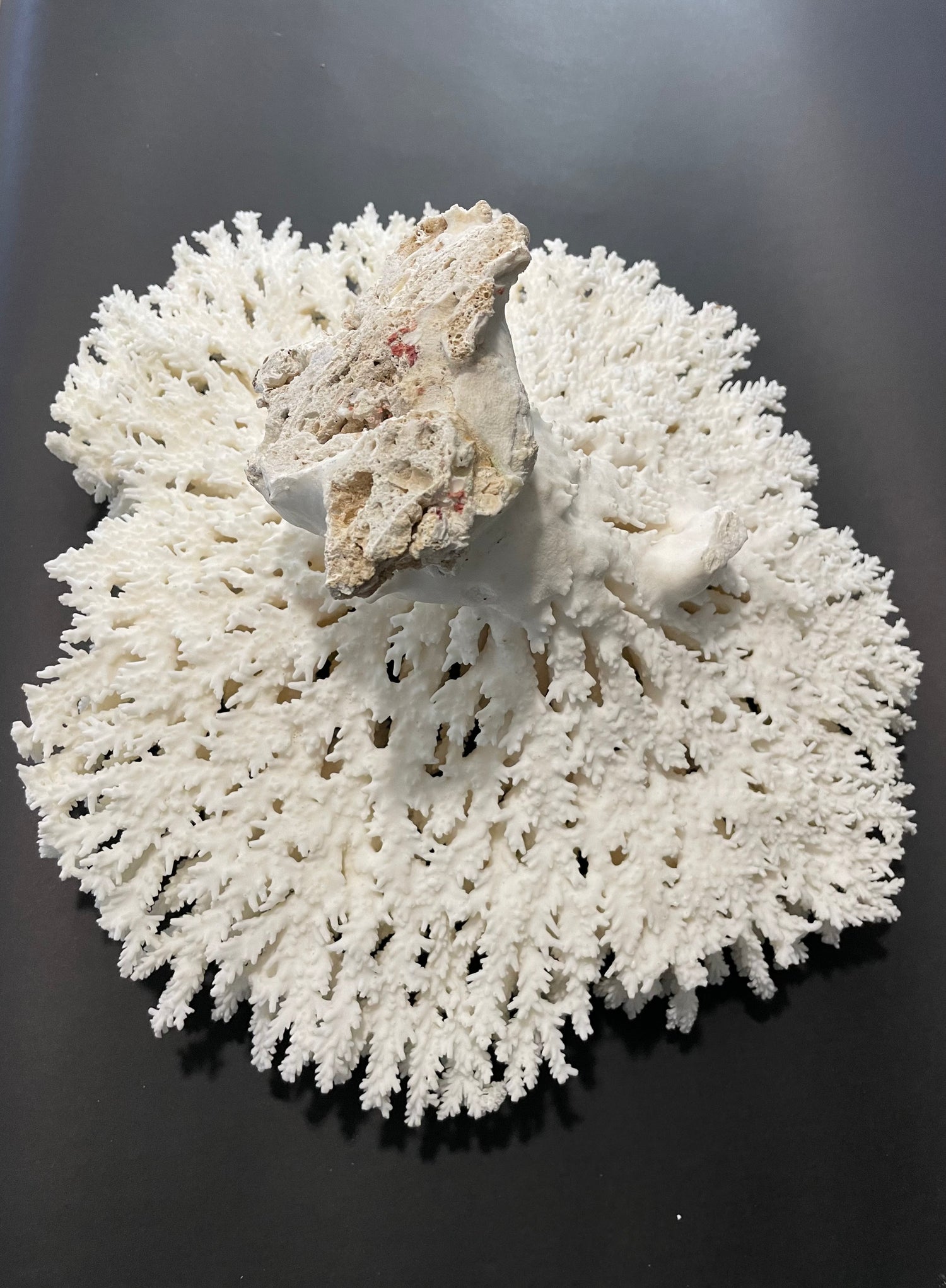 Table Coral 17” x 18” - Treasures from Beneath