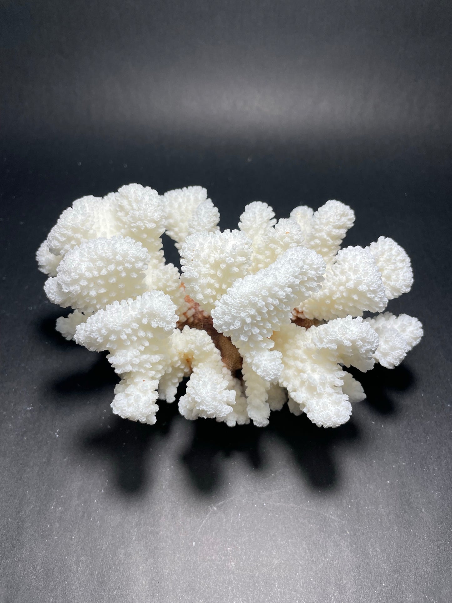 Brownstem Coral (7”x5”)