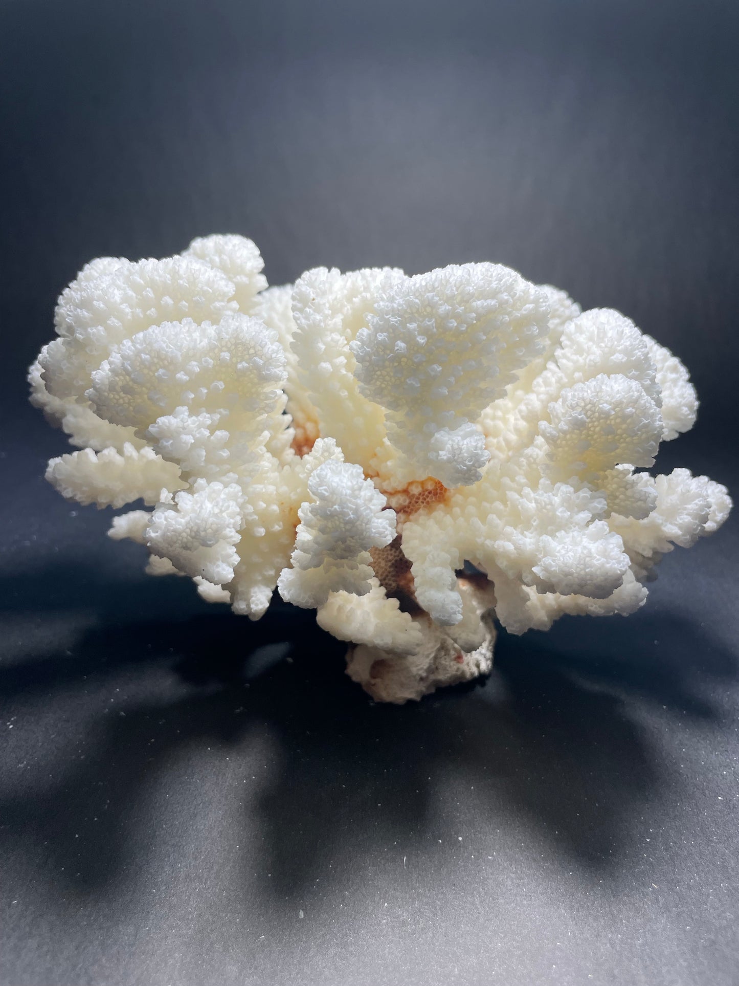 Brownstem Coral (7”x5”)