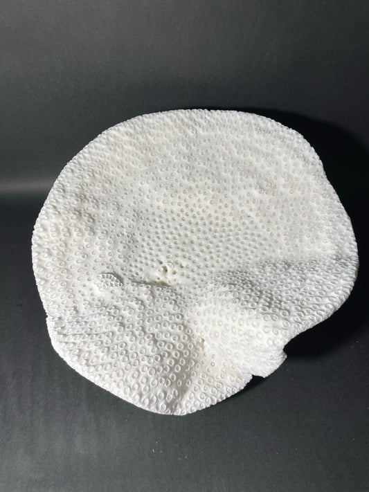 Black Cup Coral (14”x13”x7”)