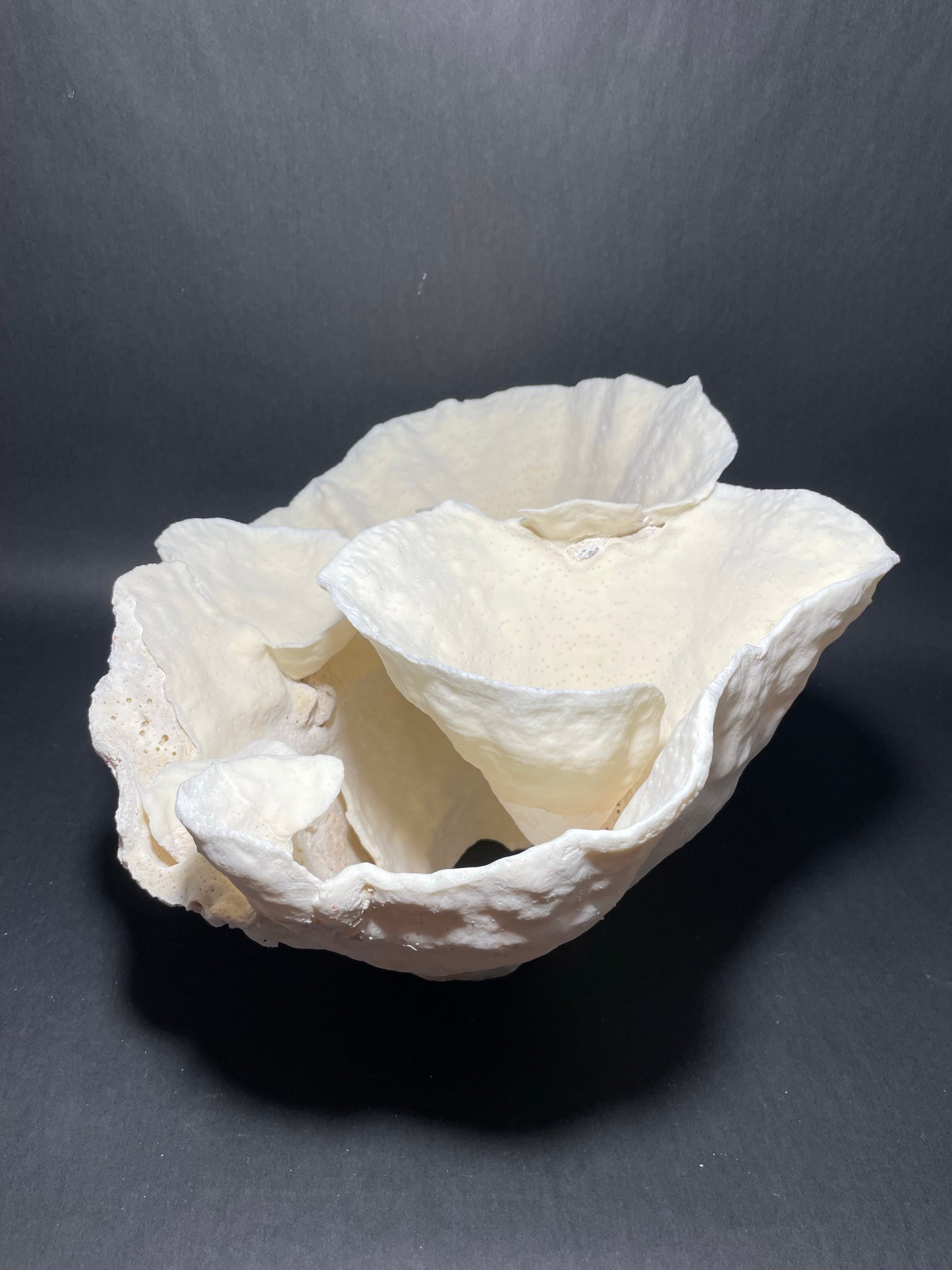 Cup Coral (16”x12”x9”)