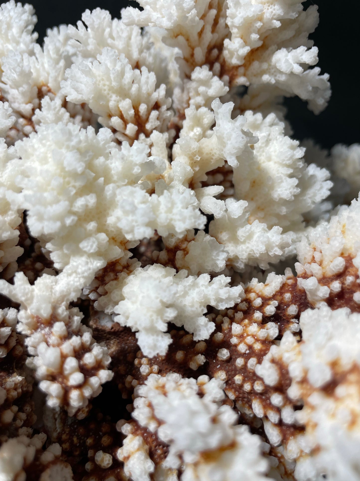 Brownstem Coral 10 Lbs (16”x11”)