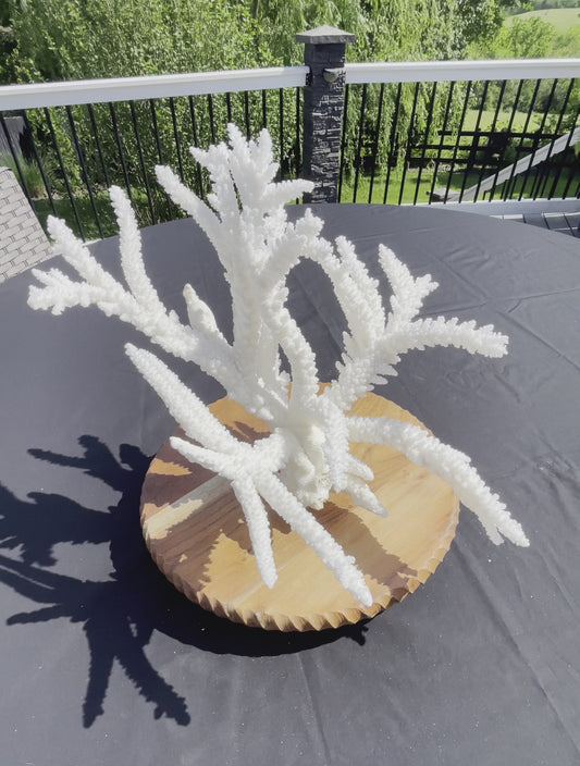 Branch Coral (19”x17”)