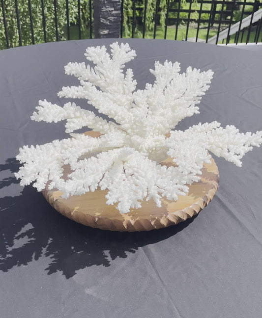 Branch Coral (19”x17”)