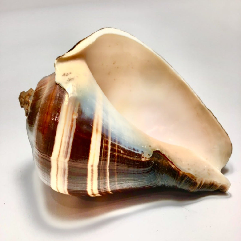 Natural Melongina, Polished  (3"-5”) (2 pieces) - Treasures from Beneath