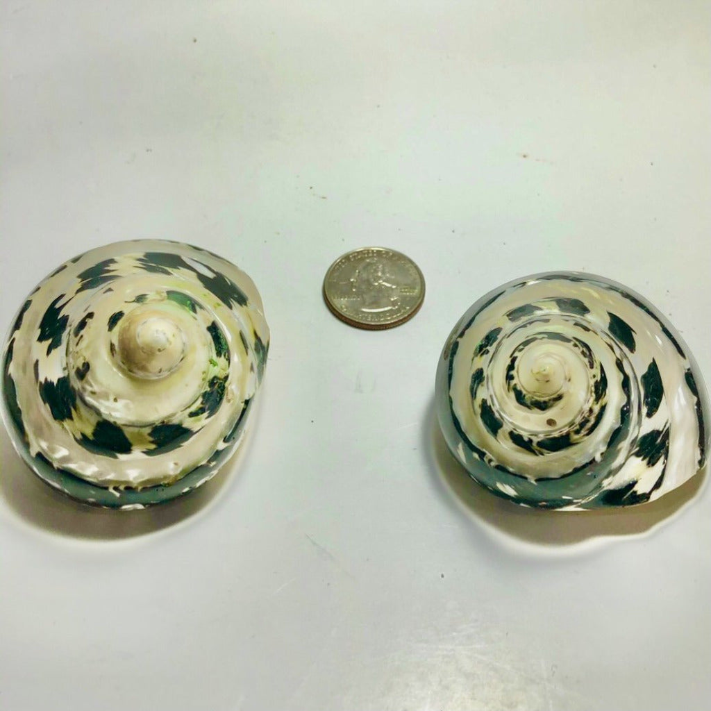 Pearl Banded Arapia (2.5”) - Treasures from Beneath