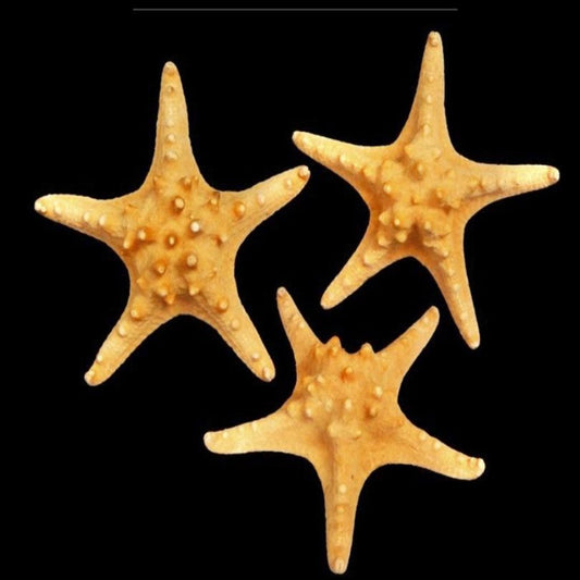 Knobby Star Natural (3+in) 3 pcs