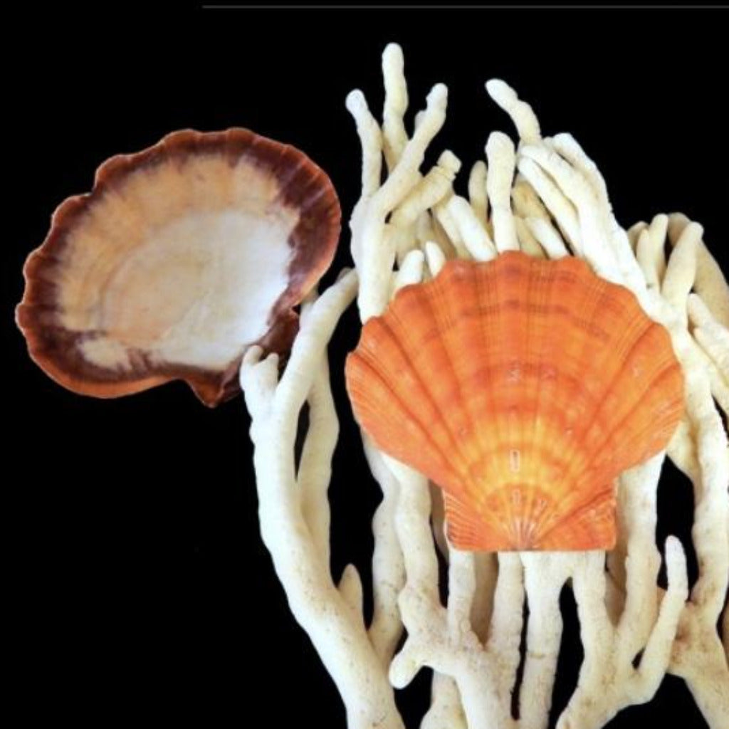 Orange Lions Paw 5”-6” (single) - Treasures from Beneath