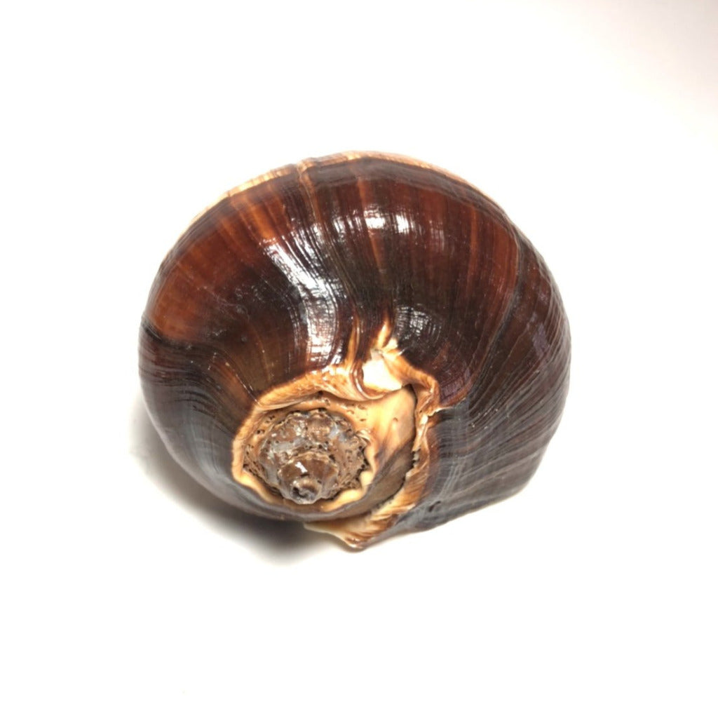 Natural Melongina, Polished  (3"-5”) (2 pieces) - Treasures from Beneath